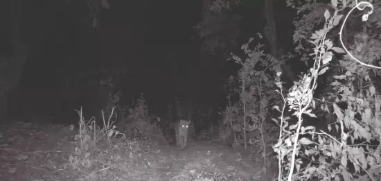 Forest dept captures image of male leopard in Simni Forests