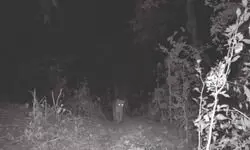 Forest dept captures image of male leopard in Simni Forests