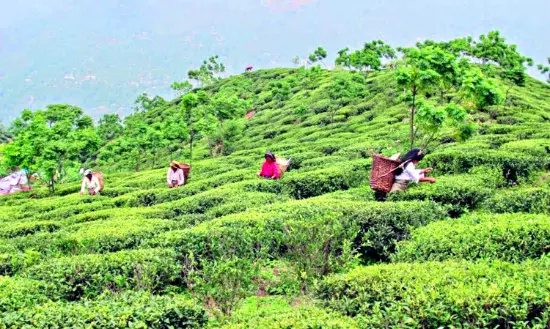 About Rs 400 crore replantation dues push tea industry into crisis About Rs 400 crore replantation dues push tea industry into crisis