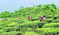 About Rs 400 crore replantation dues push tea industry into crisis