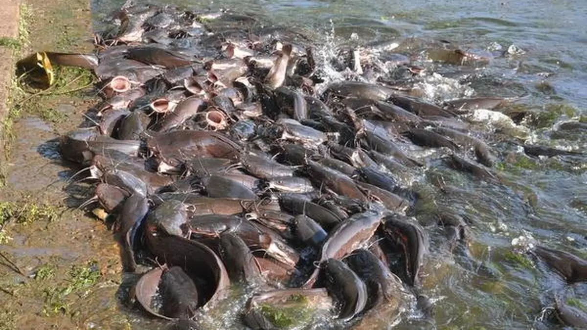 Fisheries dept cracks down on illegal African catfish farming in Pune, destroys 2.4 tonnes stock