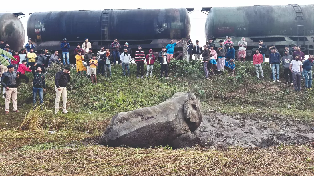 Dhupguri: Two elephants killed, one injured after train collision Dhupguri: Two elephants killed, one injured after train collision