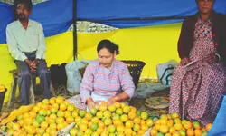 Darjeeling mandarin gets GI tag, hopes rise for revival