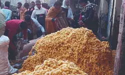 Record cocoon prices bring cheer to Malda’s silk farmers