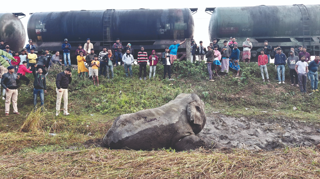 Dhupguri: Two elephants killed, one injured after train collision