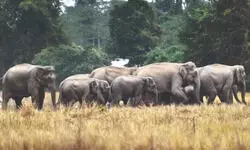 Jalpaiguri: Train kills 2 tuskers; Forest dept examining possibility of old elephant corridor