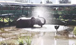 Noida’s Jungle Trail Park opens, entry set at ₹120/person