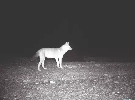 Movement of dholes in Buxa raises hopes of tiger sightings this winter