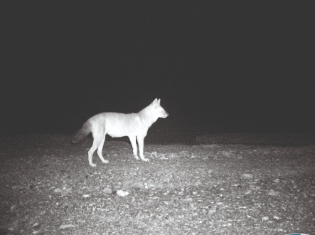 Movement of dholes in Buxa raises hopes of tiger sightings this winter