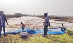 Sanctuary pond project revives Bengal’s disappearing fish species Sanctuary pond project revives Bengal’s disappearing fish species
