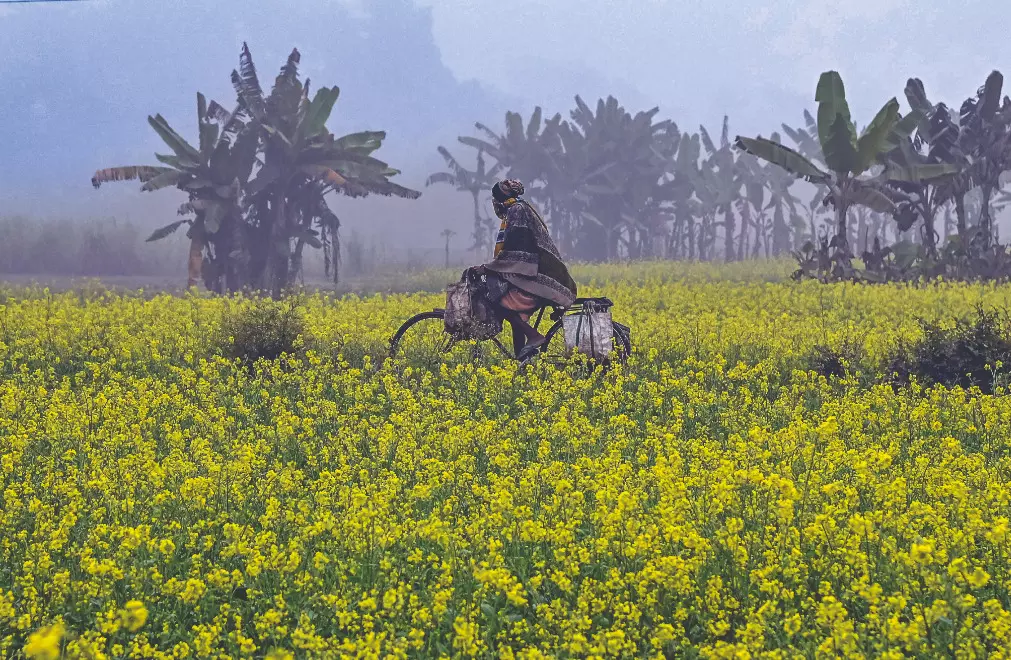 Coldest early-December dawn in 3 years as mercury falls to 15°C Coldest early-December dawn in 3 years as mercury falls to 15°C
