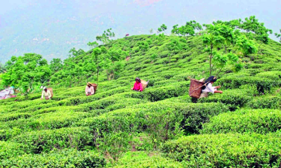 MGNREGS: Tea garden workers demand immediate resumption