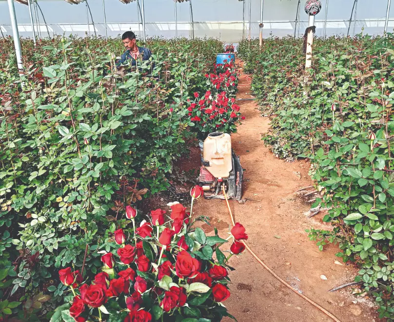 Blossoming prosperity: Madhya Pradesh’s Guna rose fields fuel ‘Viksit Bharat’ dream