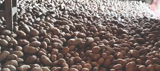 Breakthrough: Malda farmer develops high-quality potato seeds Breakthrough: Malda farmer develops high-quality potato seeds