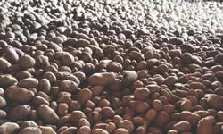Breakthrough: Malda farmer develops high-quality potato seeds