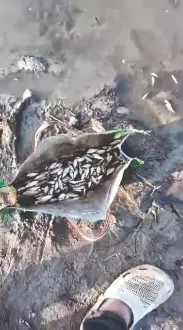 Jalpaiguri: Mass fish deaths reported in Teesta River; locals suspect ‘poisoning’ Jalpaiguri: Mass fish deaths reported in Teesta River; locals suspect ‘poisoning’