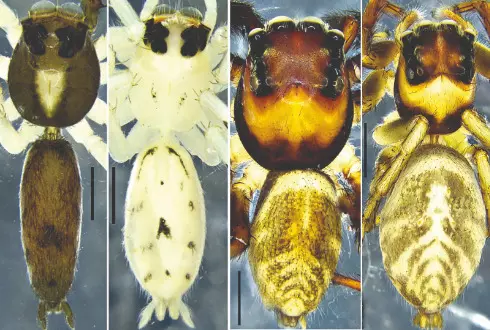 Biodiversity: ZSI discovers two new species of jumping spiders