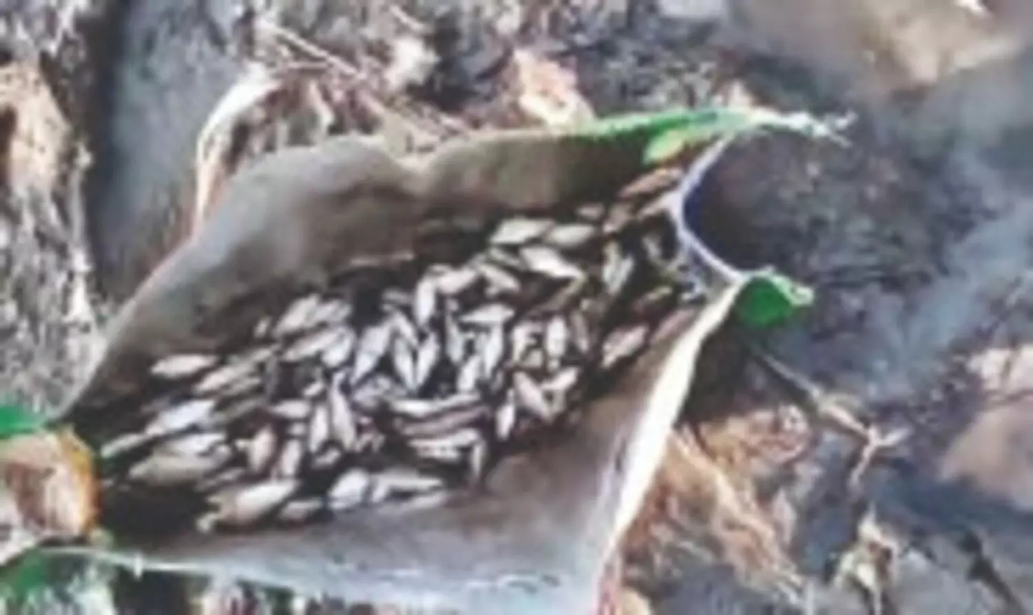 Jalpaiguri: Mass fish deaths reported in Teesta River; locals suspect ‘poisoning’