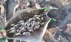 Jalpaiguri: Mass fish deaths reported in Teesta River; locals suspect ‘poisoning’