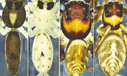 Biodiversity: ZSI discovers two new species of jumping spiders Biodiversity: ZSI discovers two new species of jumping spiders