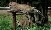 Seven persons injured in leopard attack in Nagpur Seven persons injured in leopard attack in Nagpur