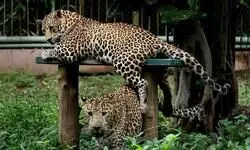 Seven persons injured in leopard attack in Nagpur Seven persons injured in leopard attack in Nagpur