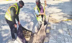 NDMC turns up the heat on dust, dirt NDMC turns up the heat on dust, dirt