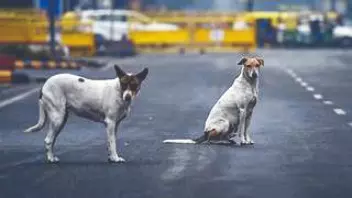 From online pledge to political signal: The rise of #NoDogsNoVote From online pledge to political signal: The rise of #NoDogsNoVote