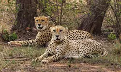 Nauradehi tiger reserve to be 3rd cheetah habitat in MP before next monsoon: CM Yadav Nauradehi tiger reserve to be 3rd cheetah habitat in MP before next monsoon: CM Yadav