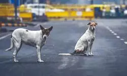 From online pledge to political   signal: The rise of #NoDogsNoVote