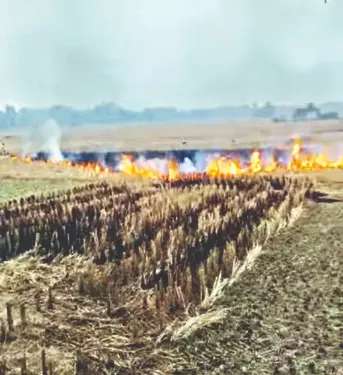 Soil health, air quality at risk as stubble burning continues Soil health, air quality at risk as stubble burning continues