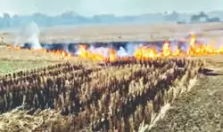 Soil health, air quality at risk as stubble burning continues Soil health, air quality at risk as stubble burning continues