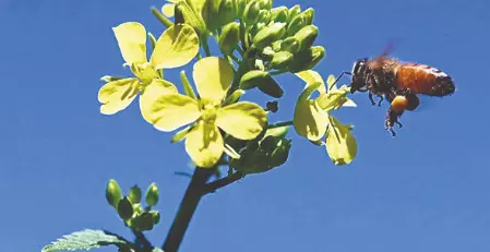 Mustard bloom and clear weather signal strong honey season Mustard bloom and clear weather signal strong honey season