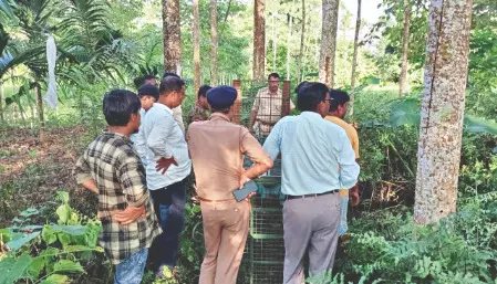 Leopard attacks on kids reported year-round in Dooars tea estates Leopard attacks on kids reported year-round in Dooars tea estates