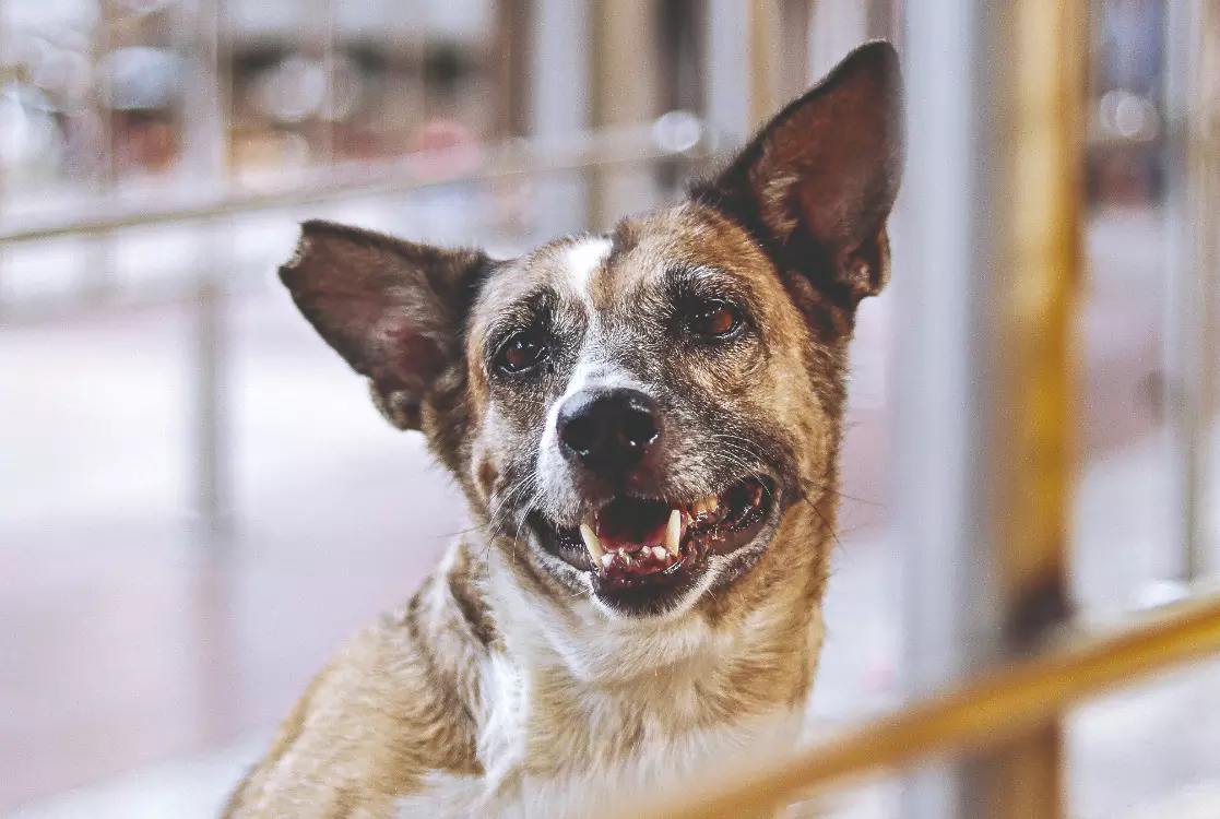 Stray dogs case: Will play video, ask what is humanity, SC tells petitioner Stray dogs case: Will play video, ask what is humanity, SC tells petitioner