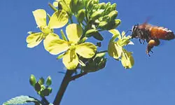 Mustard bloom and clear weather signal strong honey season