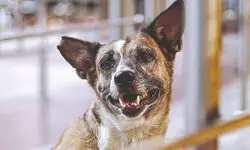 Stray dogs case: Will play video, ask what is humanity, SC tells petitioner