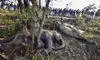 ASSAM: 7 elephants killed in Rajdhani hit