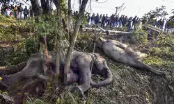 Sairang-New Delhi Rajdhani Exp mows down 7 elephants in Assam, 5 coaches derailed