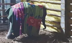 Jaldapara: Blankets and beds for orphaned    elephant calf, leopards as harsh winters set in