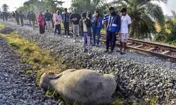 Railways to extend AI-based system on 981-km track in Northeast to protect wild animals