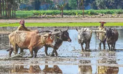 Insurance: Bengal disburses ‘over Rs 3K cr benefiting 1.13 cr farmers’