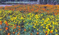 Marigold cultivation brings profit  to South Dinajpur farmers