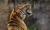 Gujarat roars back on Indias tiger map after over 30 years; NTCA declares it tiger-present state Gujarat roars back on Indias tiger map after over 30 years; NTCA declares it tiger-present state