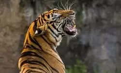 Gujarat roars back on Indias tiger map after over 30 years; NTCA declares it tiger-present state