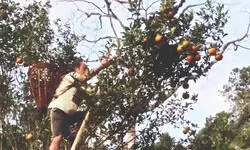 Erratic weather pushes Buxa   orange cultivation into crisis