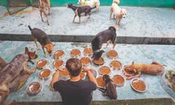 DoE names teachers as nodal officers for stray dog matters DoE names teachers as nodal officers for stray dog matters