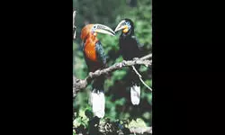 Palm fruit, hornbills & hope: A Darjeeling village finds new life Palm fruit, hornbills & hope: A Darjeeling village finds new life