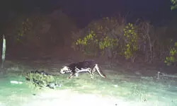 Rare melanistic leopard   cat spotted in Sundarbans