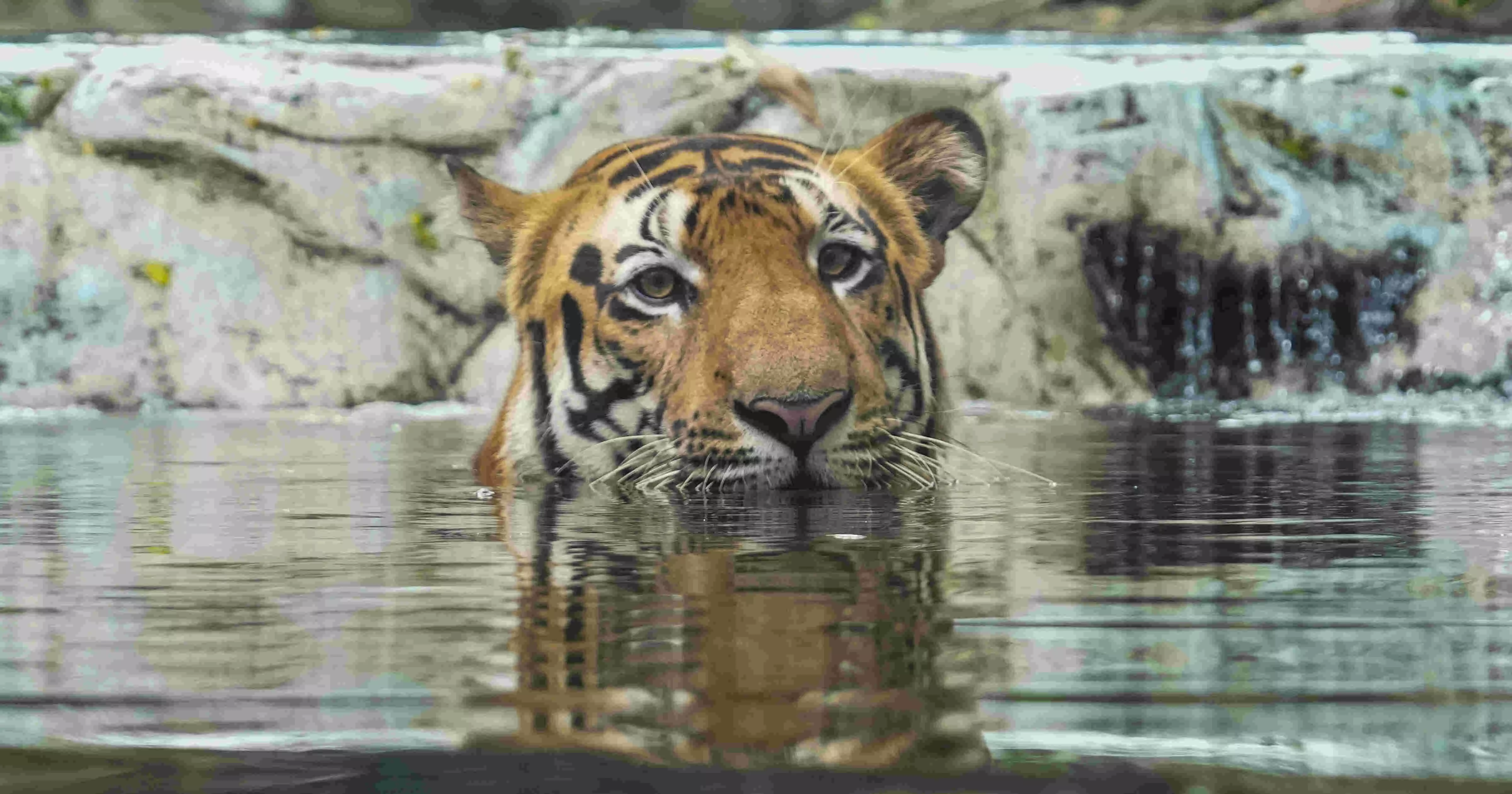 India loses 166 tigers in 2025, forty more than previous year; MP accounts for 55 deaths
